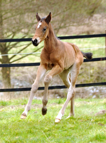 Trakehner Colt by Oliver Twist out of Thirica by Enrico Caruso - Trakehner Gestt Hmelschenburg - Beate Langels