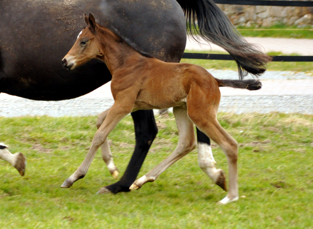 Trakehner Colt by Oliver Twist out of Thirica by Enrico Caruso - Trakehner Gestt Hmelschenburg - Beate Langels