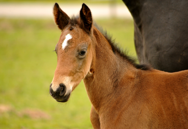 Trakehner Colt by Oliver Twist out of Thirica by Enrico Caruso - Trakehner Gestt Hmelschenburg - Beate Langels