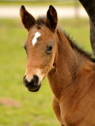 Trakehner Colt by Oliver Twist out of Thirica by Enrico Caruso - Trakehner Gestt Hmelschenburg - Beate Langels