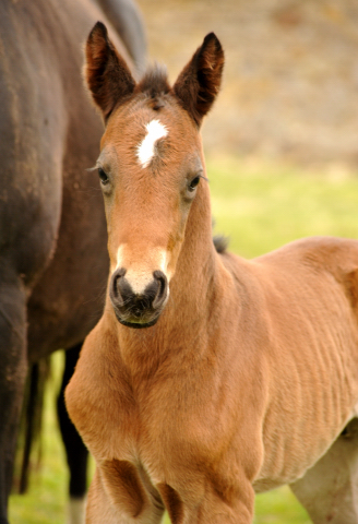 Trakehner Colt by Oliver Twist out of Thirica by Enrico Caruso - Trakehner Gestt Hmelschenburg - Beate Langels