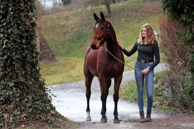 Kaarina v. High Motion - 19. Januar 2020 - Trakehner Gestt Hmelschenburg - Beate Langels Foto Johanna Kraus