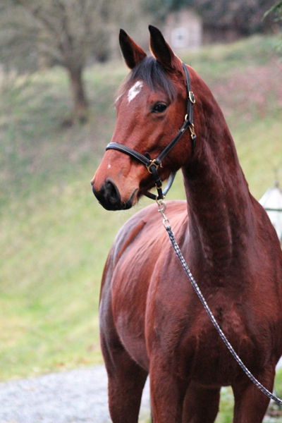 Kaarina - Trakehner Mare by High Motion out of Karalina by Exclusiv - im Gestt Schplitz - Foto Beate Langels