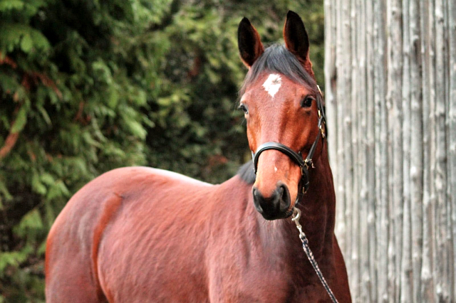 Kaarina v. High Motion - 19. Januar 2020 i- Trakehner Gestt Hmelschenburg - Beate Langels - Foto Johanna Kraus