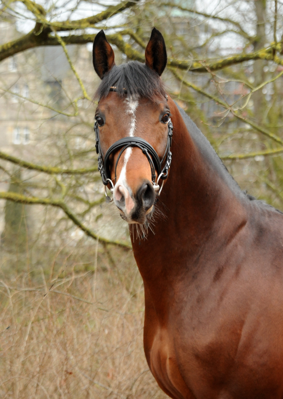 Trakehner Hengst High Quality von Saint Cyr u.d. Hanna von Summertime - Foto: Beate Langels Gestt Hmelschenburg