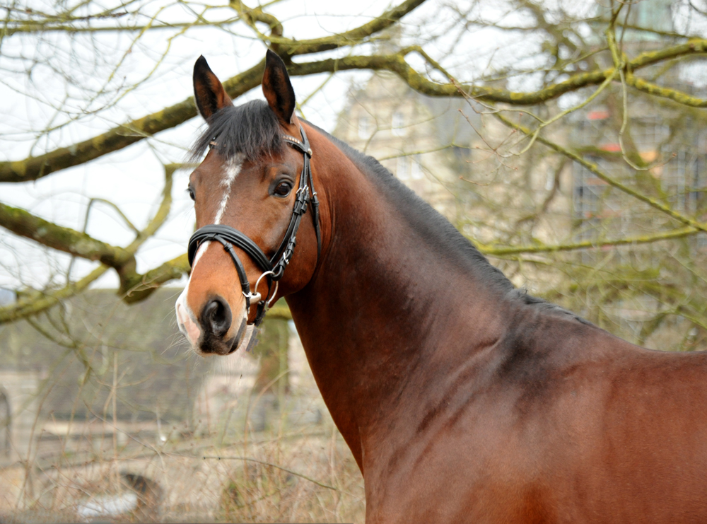 Trakehner Hengst High Quality von Saint Cyr u.d. Hanna von Summertime - Foto: Beate Langels Gestt Hmelschenburg