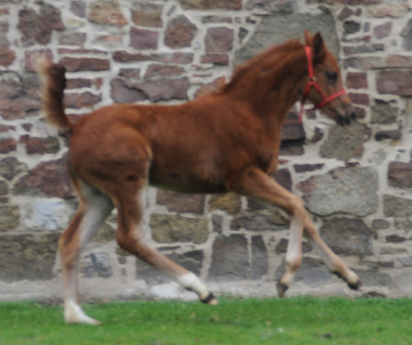 Stutfohlen von Kostolany u.d. Wendessa v. Welser, Foto: Beate Langels, Gestt Hmelschenburg