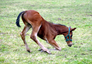 Unser Waisenkind Hengstfohlen von Saint Cyr u.d. Pr.St. Guendalina v. Red Patrick xx - Gestt Hmelschenburg - Beate Langels