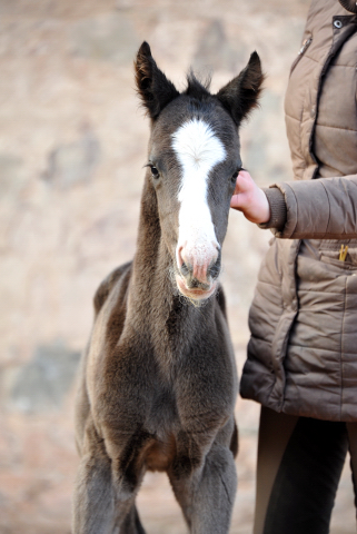 Black Oldenburger Colt by De Niro out of Schwalbendiva by Totilas
 - Trakehner Gestt Hmelschenburg - Beate Langels