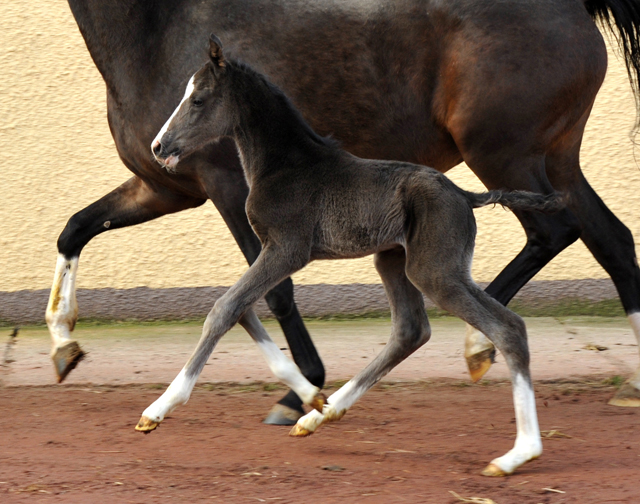 Oldenburger Colt by De Niro out of Schwalbendiva by Totilas - Trakehner Gestt Hmelschenburg - Beate Langels