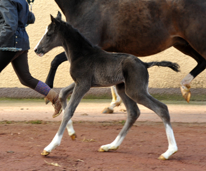 wOldenburger Colt by De Niro out of Schwalbendiva by Totilas - Trakehner Gestt Hmelschenburg - Beate Langels