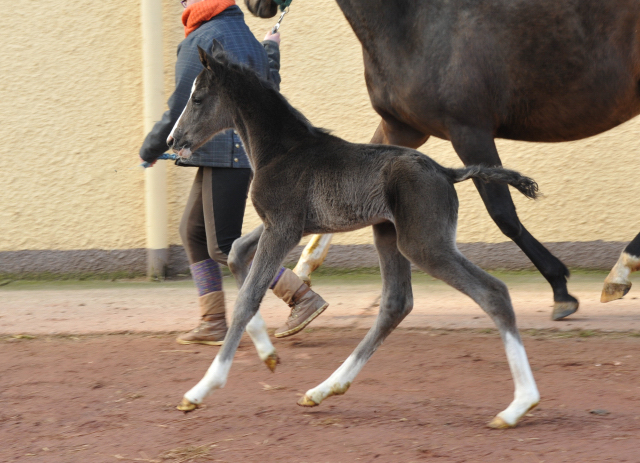 Oldenburger Colt by De Niro out of Schwalbendiva by Totilas - Trakehner Gestt Hmelschenburg - Beate Langels