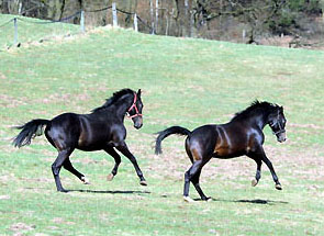 Zweijhrige Hengste v. Summertime/Schwalbenflair und Kostolany/Schwalbenfeder - Foto: Beate Langels - Trakehner Gestt Hmelschenburg