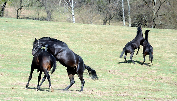 Zweijhrige Hengste - Foto: Beate Langels - Trakehner Gestt Hmelschenburg