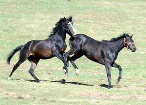 Zweijhrige Hengste v. Kostolany/Schwalbenfeder und Summertime/Schwalbenflair- Foto: Beate Langels - Trakehner Gestt Hmelschenburg