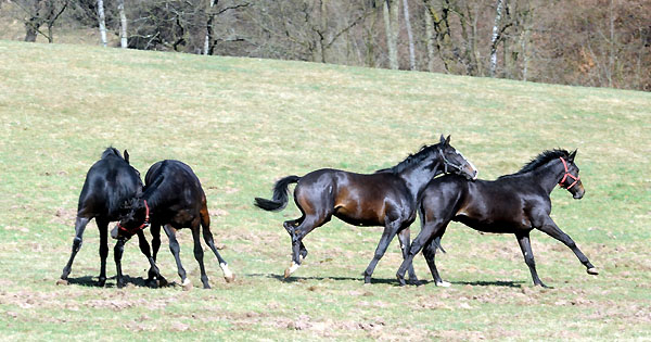 Zweijhrige Hengste - Foto: Beate Langels - Trakehner Gestt Hmelschenburg