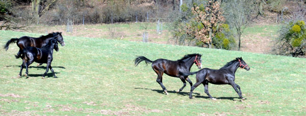 Zweijhrige Hengste - Foto: Beate Langels - Trakehner Gestt Hmelschenburg