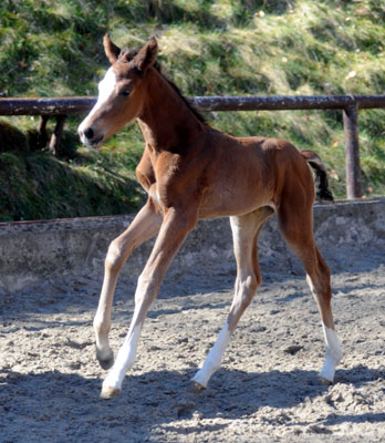 1 Tag alt: Stutfohlen von Singolo u.d. Pr. u. StPrSt. Klassic v. Freudenfest u.d. Elitestute Kassuben v. Enrico Caruso - Gestt Hmelschenburg - Beate Langels