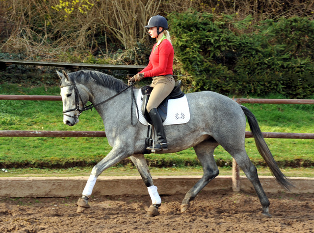 Perano - 3jhriger Trakehner von Hofrat - im Gestt Hmelschenburg - Foto Beate Langels