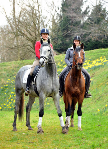 Perano und Killarney - 3jhriger Trakehner Nachwuchspferde im Gestt Hmelschenburg - Foto Beate Langels