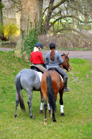 Killarney - 3j hriger Trakehner  im Gest t H melschenburg - Foto Beate Langels