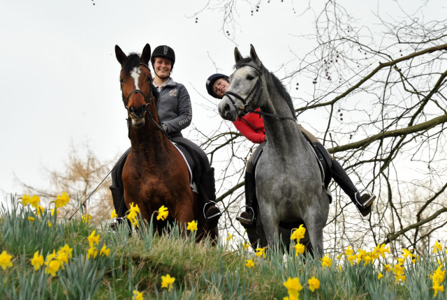 Perano und Killarney - 3jhriger Trakehner Nachwuchspferde im Gestt Hmelschenburg - Foto Beate Langels