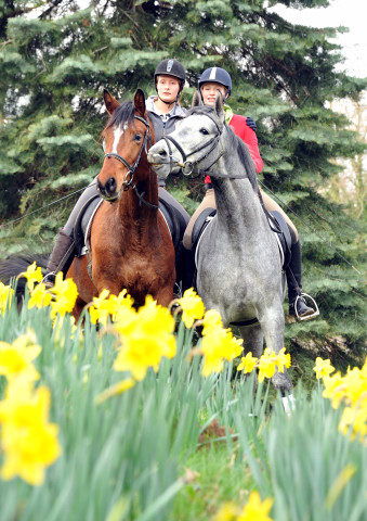 Perano und Killarney - 3j hriger Trakehner Nachwuchspferde im Gest t H melschenburg - Foto Beate Langels