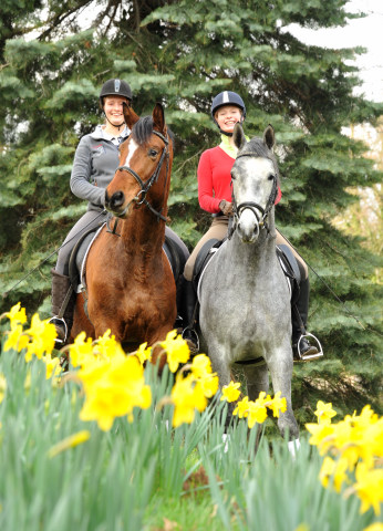 Perano und Killarney - 3j hriger Trakehner Nachwuchspferde im Gest t H melschenburg - Foto Beate Langels