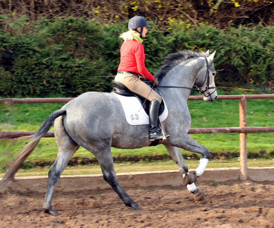 Perano - 3jhriger Trakehner von Hofrat - im Gestt Hmelschenburg - Foto Beate Langels