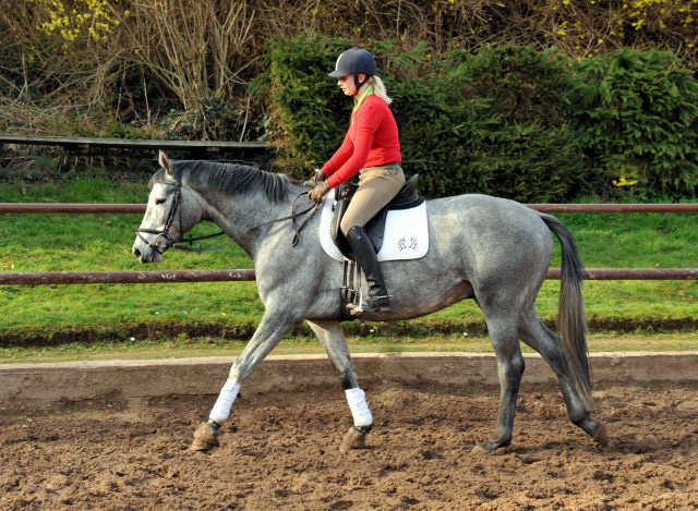 Perano - 3jhriger Trakehner von Hofrat - im Gestt Hmelschenburg - Foto Beate Langels