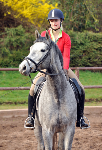 Perano - 3jhriger Trakehner von Hofrat - im Gestt Hmelschenburg - Foto Beate Langels