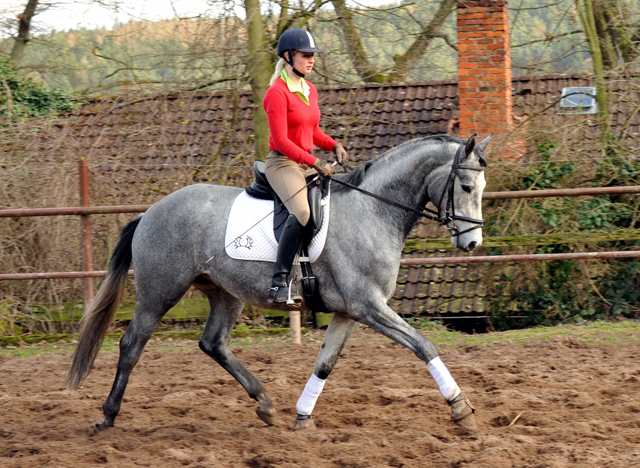 Perano - 3jhriger Trakehner von Hofrat - im Gestt Hmelschenburg - Foto Beate Langels