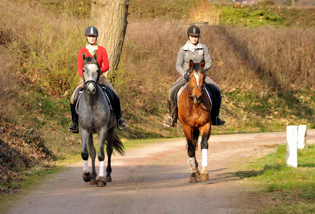 Perano und Killarney - 3j hriger Trakehner Nachwuchspferde im Gest t H melschenburg - Foto Beate Langels