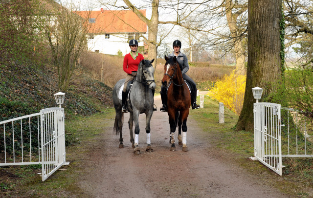 Perano und Killarney - 3j hriger Trakehner Nachwuchspferde im Gest t H melschenburg - Foto Beate Langels