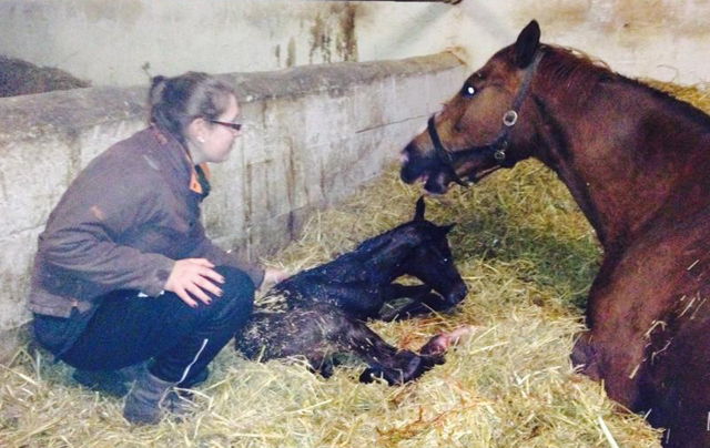 At the age of some minutes: Trakehner Colt by Summertime out of Pr. a. StPrSt. Klassic by Freudenfest out of Elitemare Kassuben by Enrico Caruso - Gestt Hmelschenburg - Beate Langels