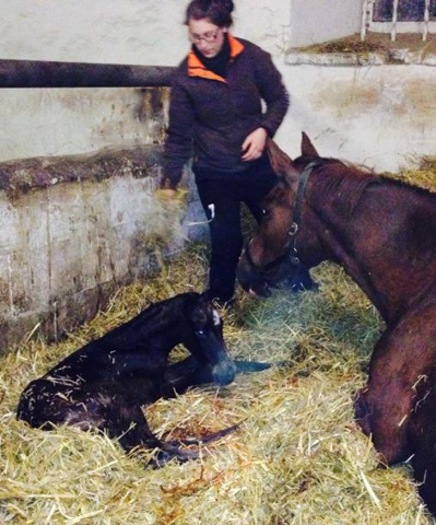 Trakehner Colt by Summertime out of Klassic by Freudenfest 