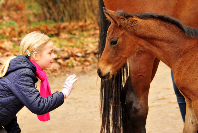 Giulietta und ihre Tochter von Shavalou - Trakehner Gestt Hmelschenburg - Foto: Beate Langels