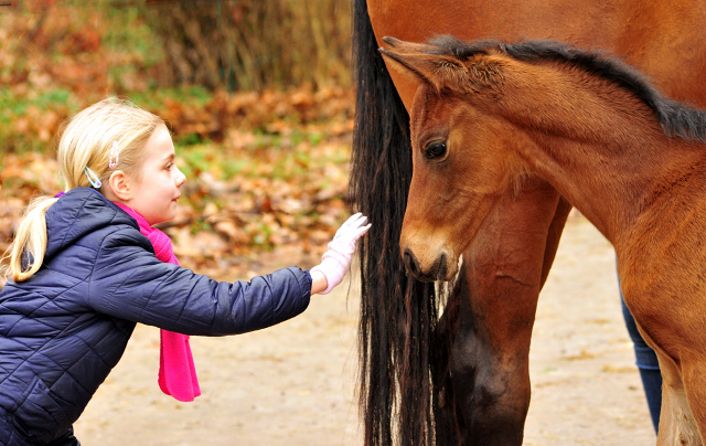 Giulietta und ihre Tochter von Shavalou - Trakehner Gestt Hmelschenburg - Foto: Beate Langels