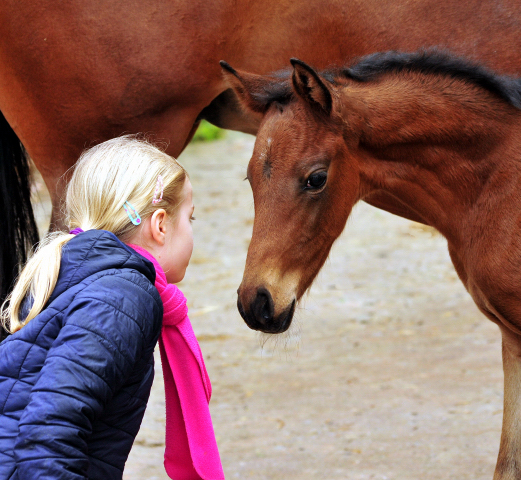 Giulietta und ihre Tochter von Shavalou - Trakehner Gestt Hmelschenburg - Foto: Beate Langels