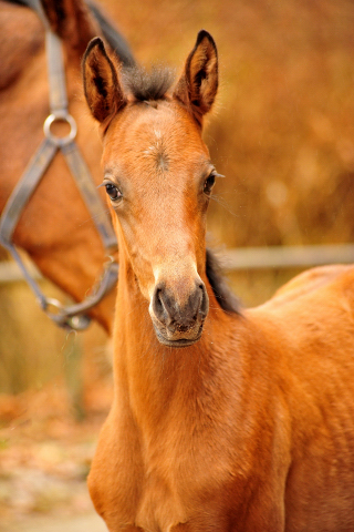 Giulietta und ihre Tochter von Shavalou - Trakehner Gestt Hmelschenburg - Foto: Beate Langels