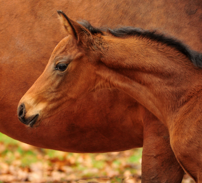 Giulietta und ihre Tochter von Shavalou - Trakehner Gestt Hmelschenburg - Foto: Beate Langels