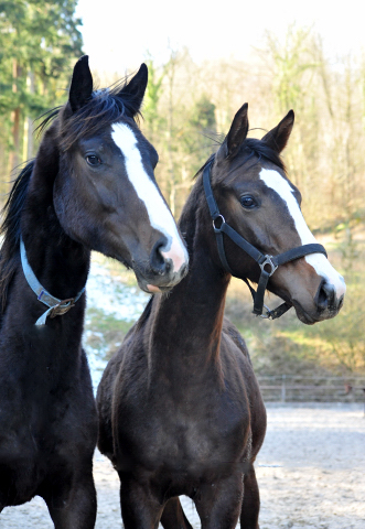 Jhrlingshengste von De Niro und High Motion im Trakehner Gestt Hmelschenburg - Am 19: Mrz 2018 - Foto: Beate Langels