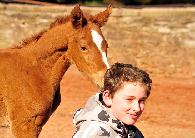 Stutfohlen von Alter Fritz u.d. Giulietta v. Saint Cyr - Trakehner Gestt Hmelschenburg - Am 19: Mrz 2018 - Foto: Beate Langels