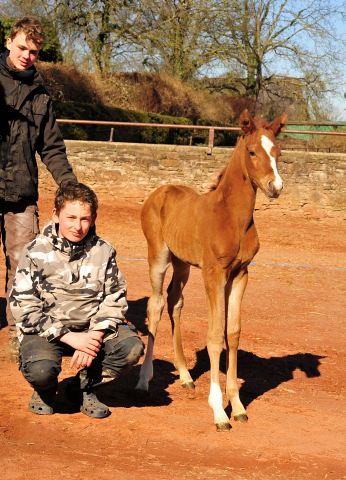 Chesnut Filly by Alter Fritz out of Giulietta by Saint Cyr - Red Patrick xx