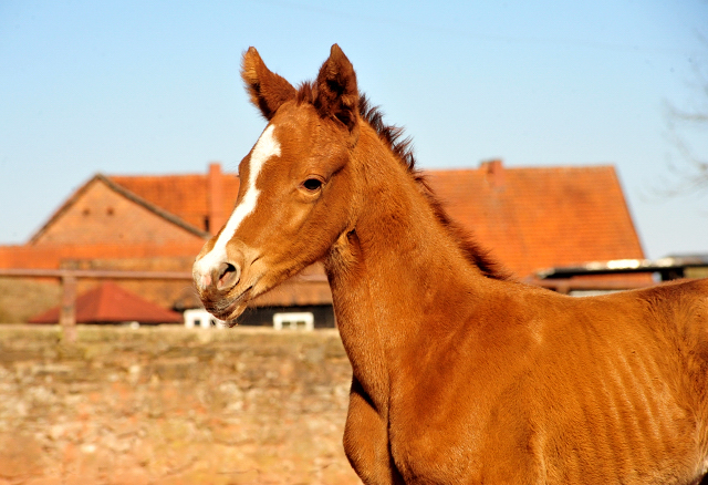 Stutfohlen von Alter Fritz u.d. Giulietta v. Saint Cyr - Trakehner Gestt Hmelschenburg - Am 19: Mrz 2018 - Foto: Beate Langels