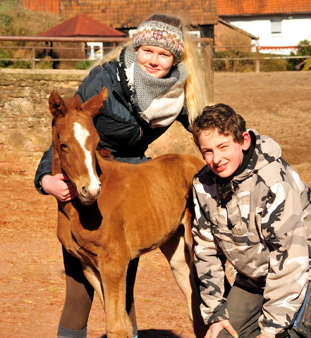 Stutfohlen von Alter Fritz u.d. Giulietta v. Saint Cyr - Trakehner Gestt Hmelschenburg - Am 19: Mrz 2018 - Foto: Beate Langels