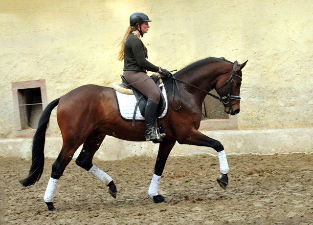 Trakehner Hengst Karakallis von High Motion x Hofrat x Arogno - Trakehner Gestt Hmelschenburg - Foto: Beate Langels