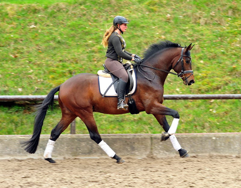 Trakehner Hengst Karakallis von High Motion x Hofrat x Arogno - Trakehner Gestt Hmelschenburg - Foto: Beate Langels