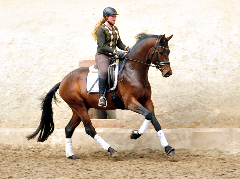 Trakehner Hengst Karakallis von High Motion x Hofrat x Arogno - Trakehner Gestt Hmelschenburg - Foto: Beate Langels