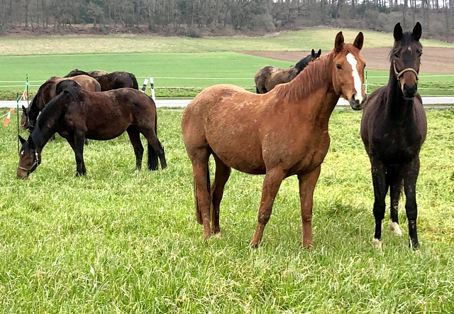 Auf der Feldweide - die Trakehner Stuten am 19. Mrz 2021 - Foto: Beate Langels - 
Trakehner Gestt Hmelschenburg